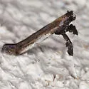 Caloptilia ovatiella - Hodges#0619 - photo 2