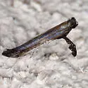 Caloptilia ovatiella - Hodges#0619 - photo 3