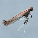 Caloptilia ovatiella - Hodges#0619 - photo 4