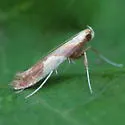 Caloptilia packardella - Hodges#0620