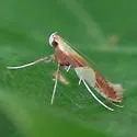 Caloptilia packardella - Hodges#0620 - photo 2