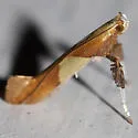 Caloptilia packardella - Hodges#0620 - photo 3