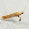 Caloptilia packardella - Hodges#0620 - photo 4