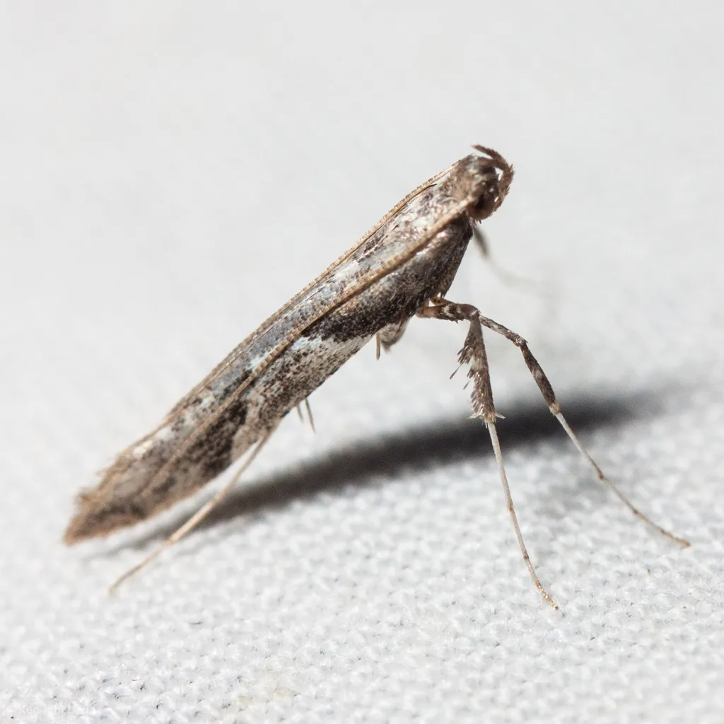Caloptilia palustriella - Hodges#0621 - photo 2