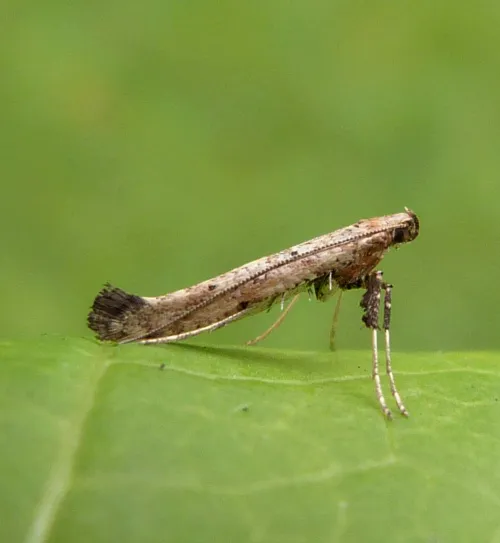 Caloptilia populetorum