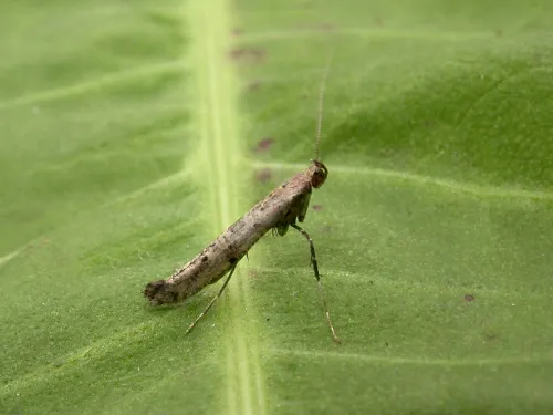 Caloptilia populetorum - photo 2