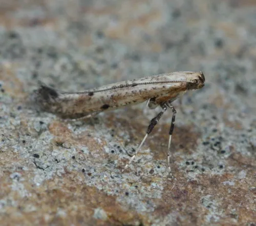 Caloptilia populetorum - photo 3