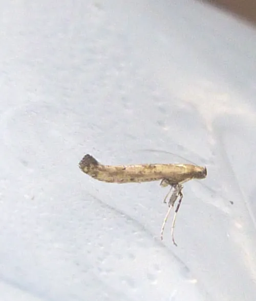 Caloptilia populetorum - photo 4