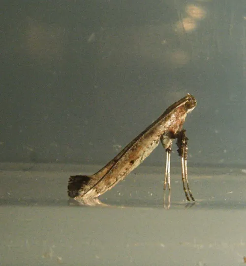 Caloptilia populetorum - photo 5
