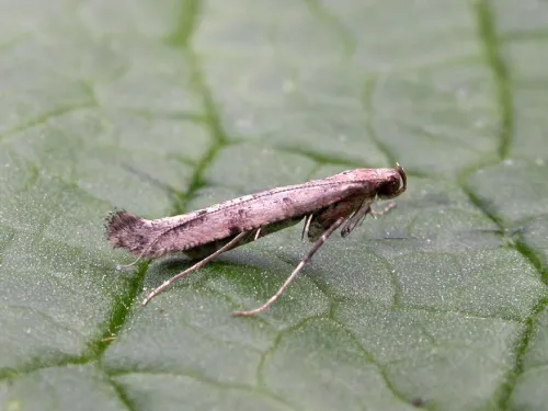 Caloptilia populetorum - photo 6