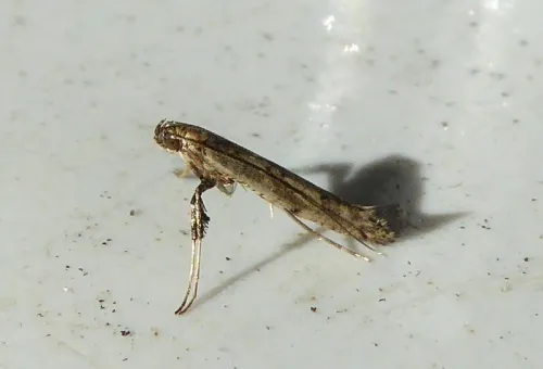 Caloptilia populetorum - photo 7