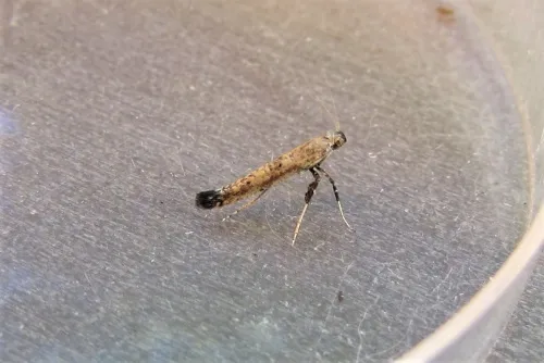 Caloptilia populetorum - photo 8