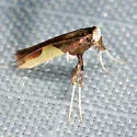 Caloptilia porphyretica - Hodges#0625