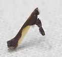 Caloptilia porphyretica - Hodges#0625 - photo 4