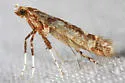Caloptilia reticulata - Hodges#0628