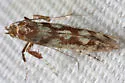 Caloptilia reticulata - Hodges#0628 - photo 2