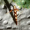 Caloptilia reticulata - Hodges#0628 - photo 3