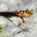 Caloptilia reticulata - Hodges#0628 - photo 4
