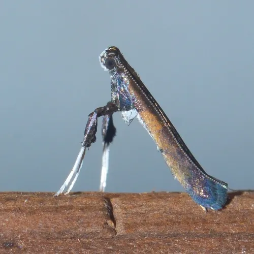 Sumac Leaf Blotch Miner Moth - photo 4
