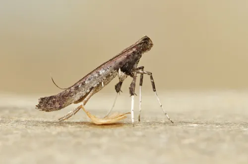 Sumac Leaf Blotch Miner Moth - photo 5