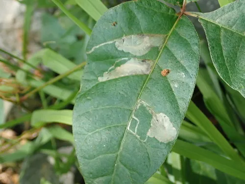 Sumac Leaf Blotch Miner Moth - photo 6