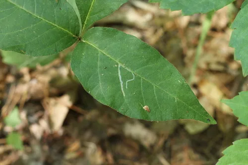 Sumac Leaf Blotch Miner Moth - photo 7