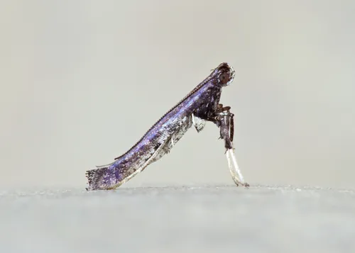 Sumac Leaf Blotch Miner Moth - photo 8