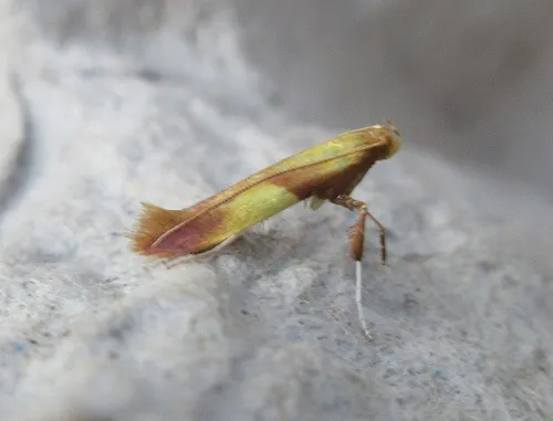 Caloptilia robustella