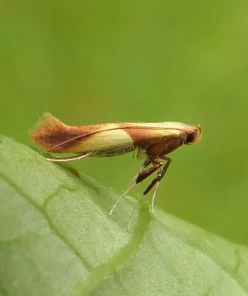 Caloptilia robustella
