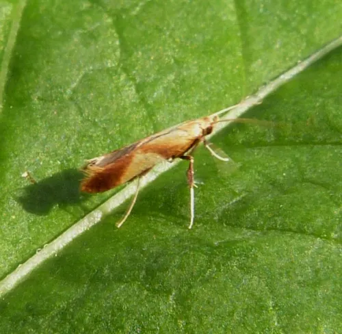 Caloptilia robustella - photo 2