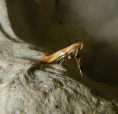 Caloptilia robustella - photo 3