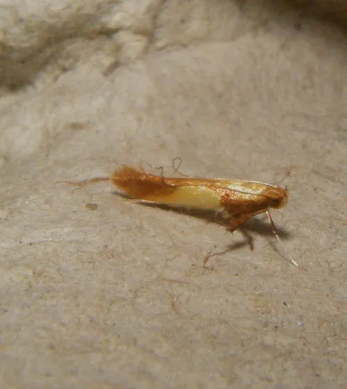 Caloptilia robustella - photo 4