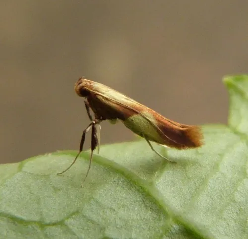 Caloptilia robustella - photo 5