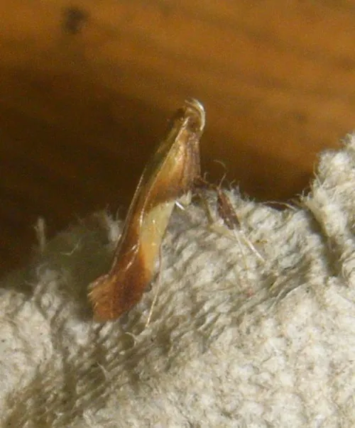 Caloptilia robustella - photo 6