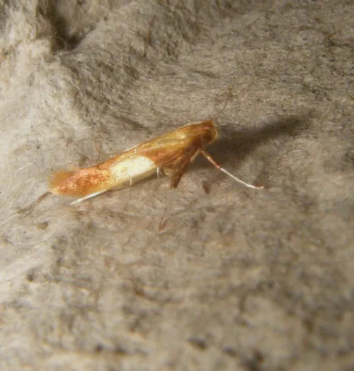 Caloptilia robustella - photo 7