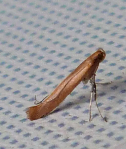 Caloptilia rufipennella