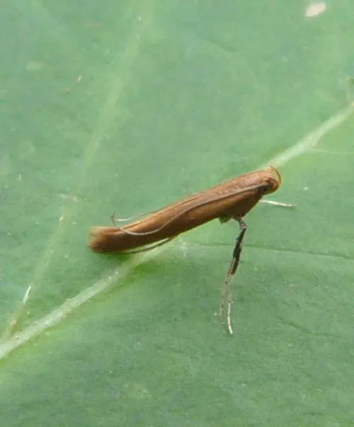Caloptilia rufipennella - photo 2