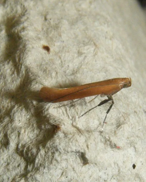Caloptilia rufipennella - photo 3