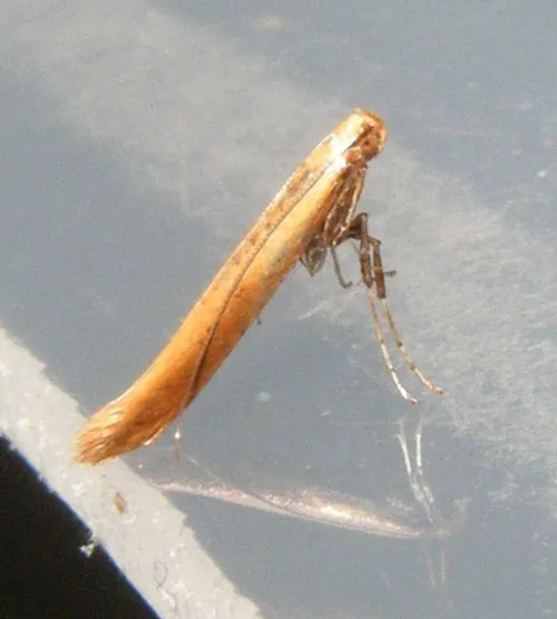 Caloptilia rufipennella - photo 4