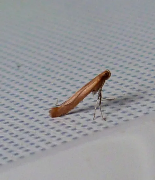 Caloptilia rufipennella - photo 5