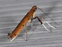 Sassafras Caloptilia - Hodges#0633