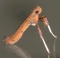 Sassafras Caloptilia - Hodges#0633 - photo 4