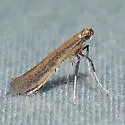Sassafras Caloptilia - Hodges#0633 - photo 5