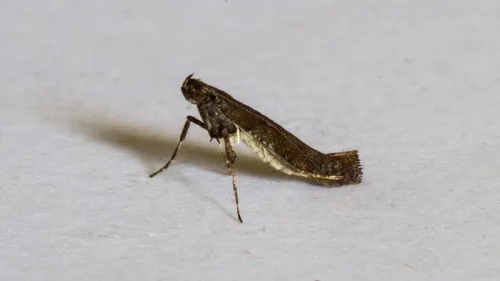 Caloptilia semifascia