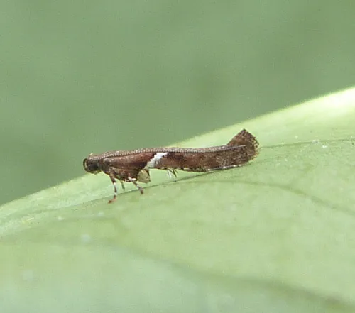 Caloptilia semifascia - photo 2