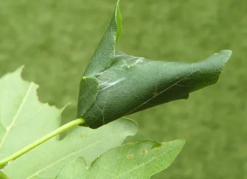 Caloptilia semifascia - photo 3