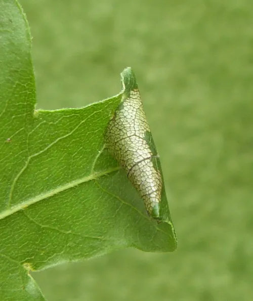 Caloptilia semifascia - photo 4