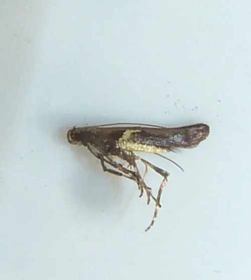 Caloptilia semifascia - photo 5
