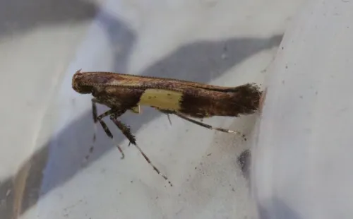 Caloptilia semifascia - photo 6
