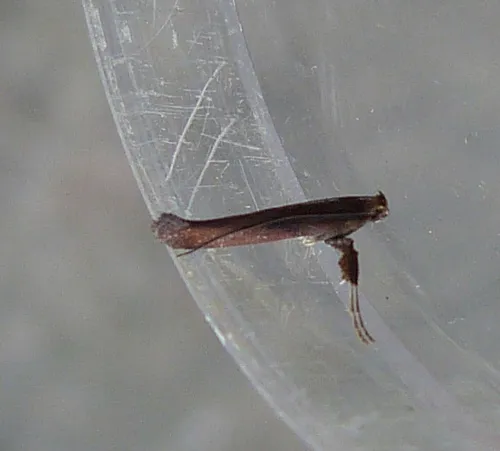Caloptilia semifascia - photo 7